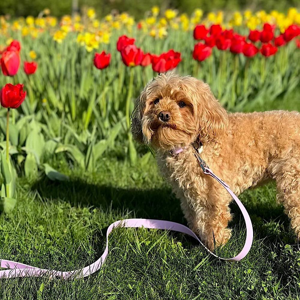 Marshmallow Drizzle Waterproof Dog Lead