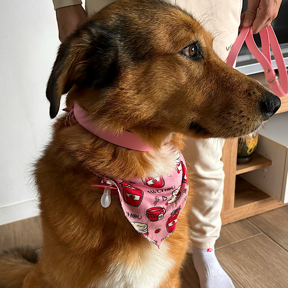Sweet Watermelon Waterproof Dog Lead