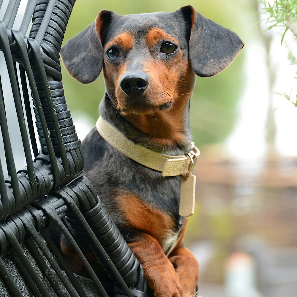 All Dog Collars